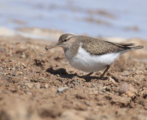 Common Sandpiper, 矶鹬, Actitis hypoleucos-gallery-