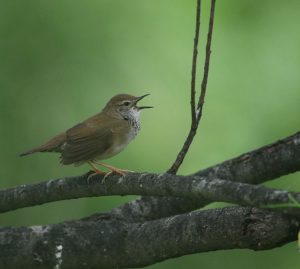 Spotted Bush Warbler, 斑胸短翅莺, Locustella thoracica-gallery-