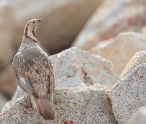 Himalayan Snowcock, 暗腹雪鸡, Tetraogallus himalayensis-gallery-