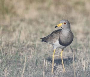 Grey-headed Lapwing, 灰头麦鸡, Vanellus cinereus-gallery-