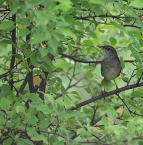 Gray’s Grasshopper Warbler, 苍眉蝗莺, Helopsaltes fasciolatus-gallery-