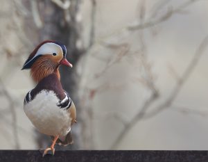 Mandarin Duck, 鸳鸯, Aix galericulata-gallery-