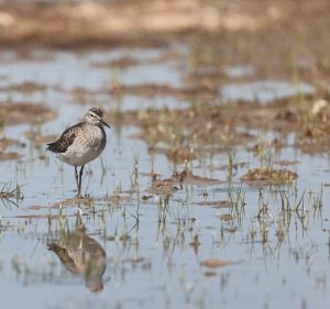 Wood Sandpiper, 林鹬, Tringa glareola-gallery-