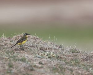 Eastern Yellow Wagtail, 黄鹡鸰, Motacilla tschutschensis-gallery-