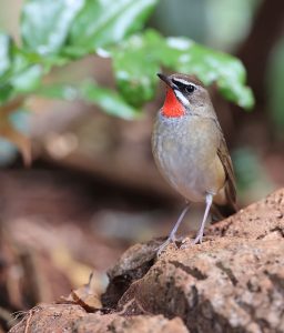 Siberian Rubythroat, 红喉歌鸲, Calliope calliope-gallery-