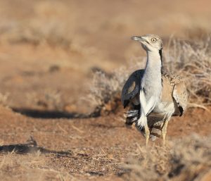 MacQueen’s Bustard, 波斑鸨, Chlamydotis macqueenii-gallery-