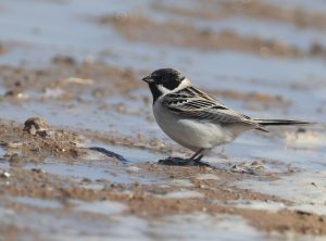 Pallas’s Reed Bunting, 苇鹀, Emberiza pallasi-gallery-