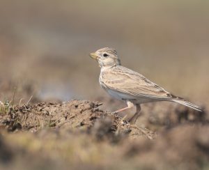 Asian Short-toed Lark, 亚洲短趾百灵, Alaudala cheleensis-gallery-