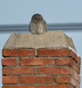 Little Owl, 纵纹腹小鸮, Athene noctua-gallery-