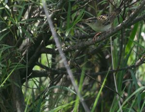 Pallas’s Grasshopper Warbler, 小蝗莺, Helopsaltes certhiola-gallery-