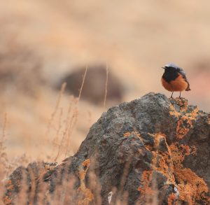 Black Redstart, 赭红尾鸲, Phoenicurus ochruros-gallery-