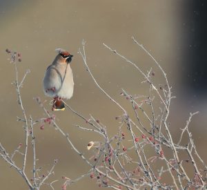 Bohemian Waxwing, 太平鸟, Bombycilla garrulus-gallery-