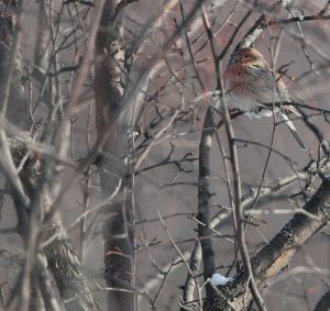 Pallas’s Rosefinch, 北朱雀, Carpodacus roseus-gallery-