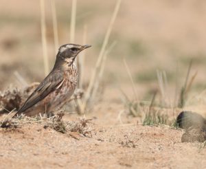 Naumann’s Thrush, 红尾鸫, Turdus naumanni-gallery-