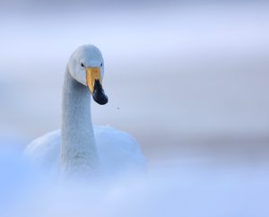 Whooper Swan, 大天鹅, Cygnus cygnus-gallery-