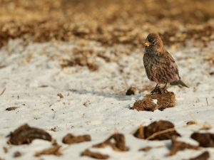 Asian Rosy Finch, 粉红腹岭雀, Leucosticte arctoa-gallery-