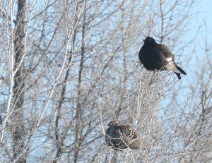 Black Grouse, 黑琴鸡, Lyrurus tetrix-gallery-