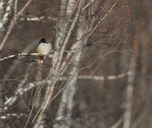 Siberian Jay, 北噪鸦, Perisoreus infaustus-gallery-