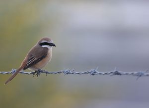 Brown Shrike, 红尾伯劳, Lanius cristatus-gallery-