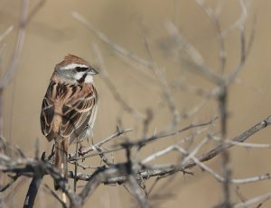 Jankowski’s Bunting, 栗斑腹鹀, Emberiza jankowskii-gallery-