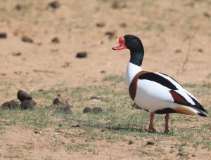 Common Shelduck, 翘鼻麻鸭, Tadorna tadorna-gallery-