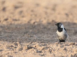 Daurian Jackdaw, 达乌里寒鸦, Coloeus dauuricus-gallery-