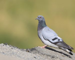 Rock Dove, 原鸽, Columba livia-gallery-