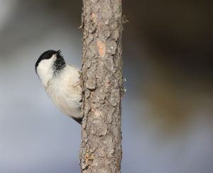 Willow Tit, 褐头山雀, Poecile montanus-gallery-