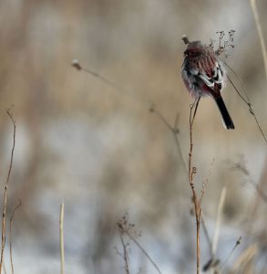 Long-tailed Rosefinch, 长尾雀, Carpodacus sibiricus-gallery-