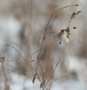 Common Redpoll, 白腰朱顶雀, Acanthis flammea-gallery-