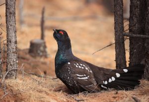 Black-billed Capercaillie, 黑嘴松鸡, Tetrao urogalloides-gallery-