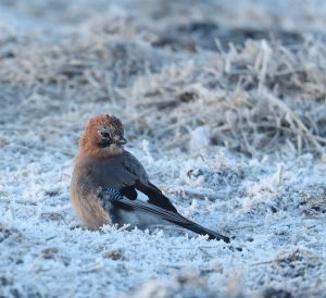 Eurasian Jay, 松鸦, Garrulus glandarius-gallery-