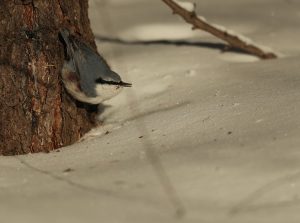 Eurasian Nuthatch, 普通䴓, Sitta europaea-gallery-