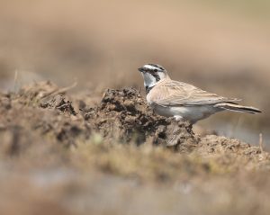 Horned Lark, 角百灵, Eremophila alpestris-gallery-