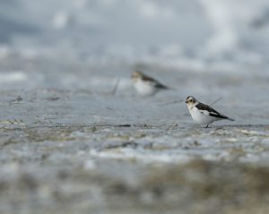 Snow Bunting, 雪鹀, Plectrophenax nivalis-gallery-