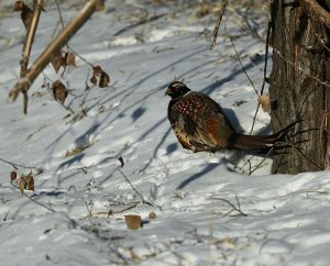 Common Pheasant, 雉鸡, Phasianus colchicus-gallery-