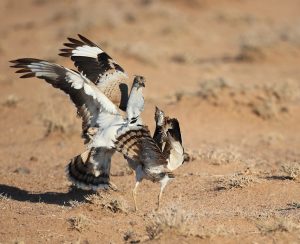 MacQueen’s Bustard, 波斑鸨, Chlamydotis macqueenii-gallery-