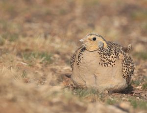 Pallas’s Sandgrouse, 毛腿沙鸡, Syrrhaptes paradoxus-gallery-