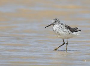 Common Greenshank, 青脚鹬, Tringa nebularia-gallery-