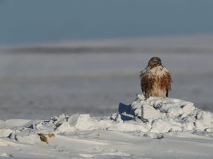 Upland Buzzard, 大鵟, Buteo hemilasius-gallery-