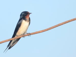 Barn Swallow, 家燕, Hirundo rustica-gallery-