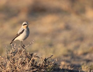 Northern Wheatear, 穂䳭, Oenanthe oenanthe-gallery-