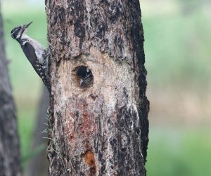 Three-toed Woodpecker, 三趾啄木鸟, Picoides tridactylus-gallery-