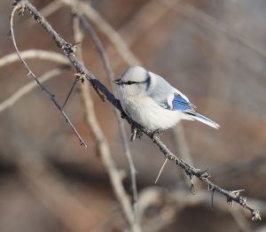 Azure Tit, 灰蓝山雀, Cyanistes cyanus-gallery-