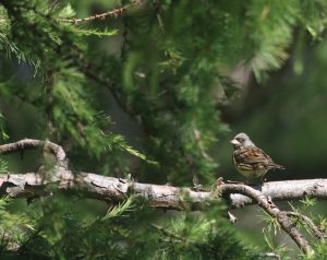 Black-faced Bunting, 灰头瑦, Emberiza spodocephala-gallery-