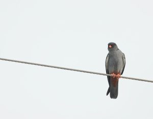 Amur Falcon, 红脚隼, Falco amurensis-gallery-