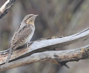 Eurasian Wryneck, 蚁䴕, Jynx torquilla-gallery-