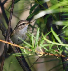 Radde’s Warbler, 巨嘴柳莺, Phylloscopus schwarzi-gallery-