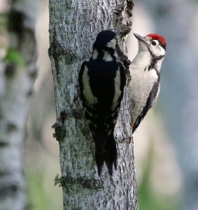 Great Spotted Woodpecker, 大斑啄木鸟, Dendrocopos major-gallery-