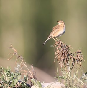 Richard’s Pipit, 理氏鹨, Anthus richardi-gallery-